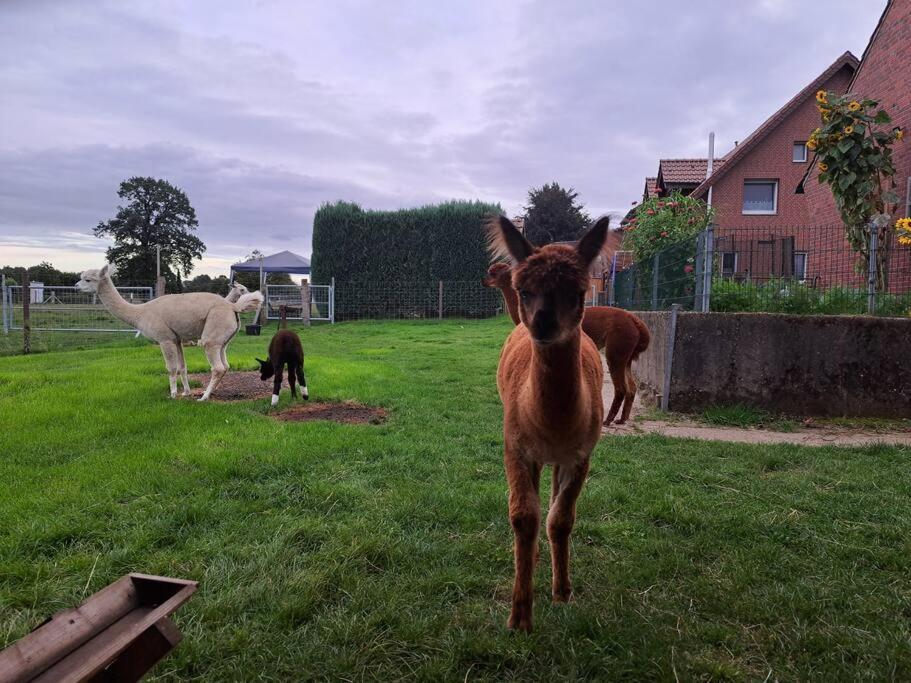 Das Bergherz Ruhe + Natur Pur Appartement Reken Buitenkant foto